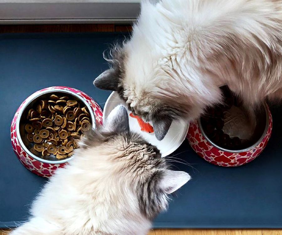 Voeder/drinkbakje suckuk Fish Pet Bowl