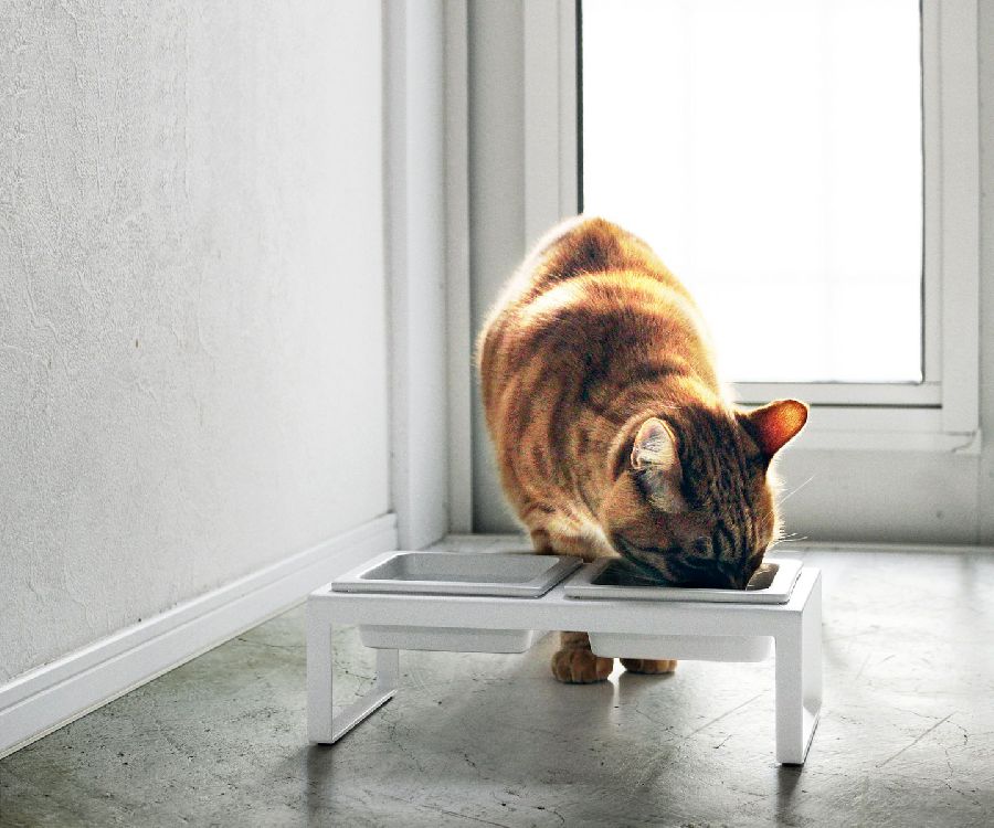 Voeder/drinkbakje Yamazaki Pet Food bowl Stand Set