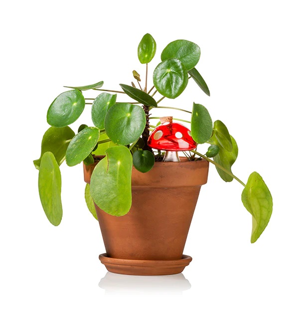 Bewatering systeem Bitten, Plant Watering Mushroom