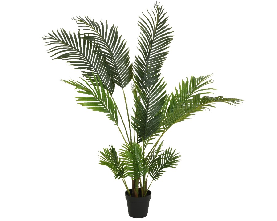 Plant Decoris, palmboom