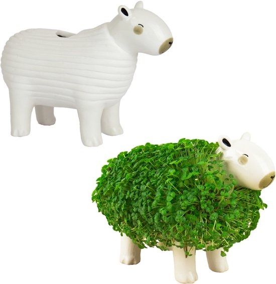 BLOEMPOT 1st, Capybara, Platenpot met chiazaden, wit