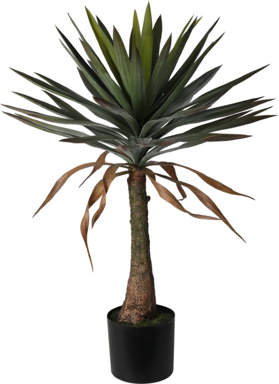 Plant Yucca