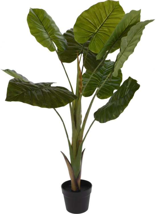 Plant Philo
